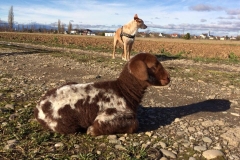 27067460_1568879209864014_5930253965945534409_n