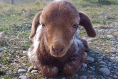 27337336_1568879206530681_4952926422437079235_n