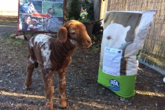 27655048_1568879216530680_7243356075953003190_n